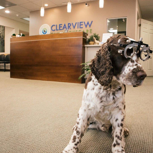 clearview-family-eyecare-dog-infront-of-front-desk.jpg